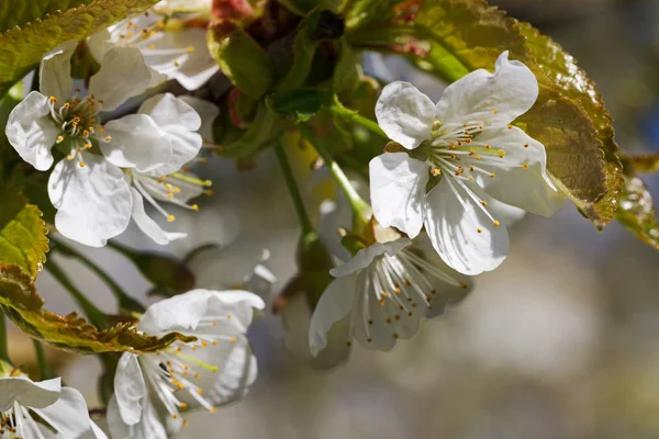 Flores de cerezo . — Foto de Stock