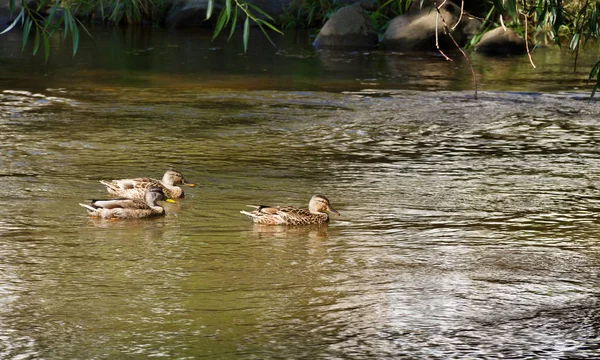 Famille de canards . — Photo