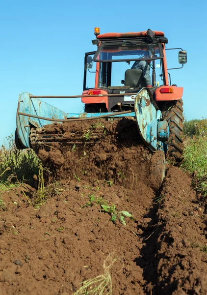 Graven van aardappelen in een veld. — Stockfoto