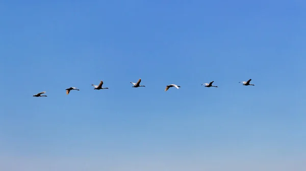 Стая лебедей в голубом небе . — стоковое фото