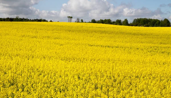 Landscape with rapeseed flowers. — Stock Photo, Image