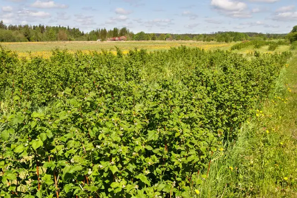 Bloeiende struiken van rasberry. — Stockfoto