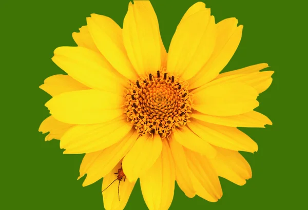 Beetle na żółty kwiat. — Zdjęcie stockowe