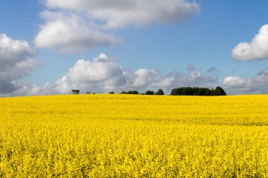 Kolza çiçekleri ile peyzaj.