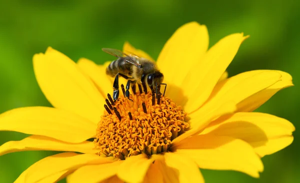 Пчела и желтый цветок . — стоковое фото