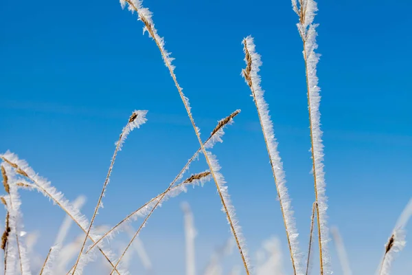 Erba glassata in una fredda giornata invernale . — Foto Stock