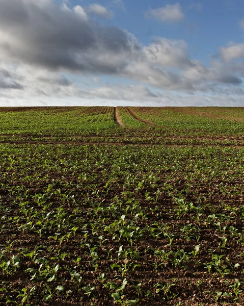 Green growing canola. — Stock Photo, Image