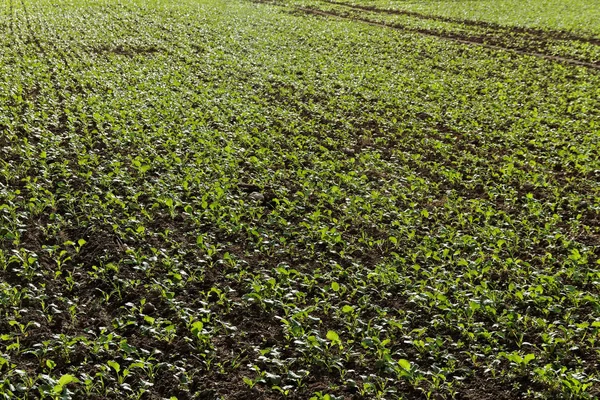 Canola verde en crecimiento . — Foto de Stock