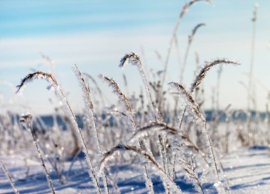 Kışın buzlu çimenler. 