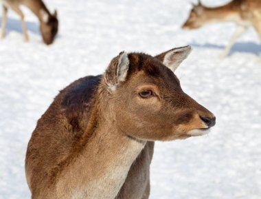 Sahada Maral geyikler.