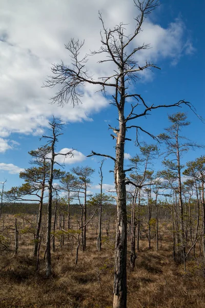 Sumpflandschaft. — Stockfoto