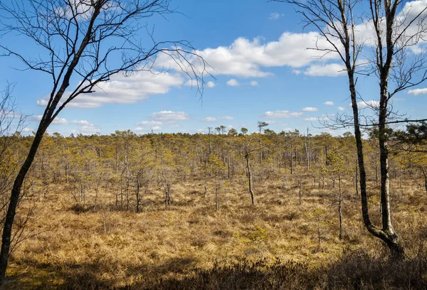 Landskapet i träsket. — Stockfoto