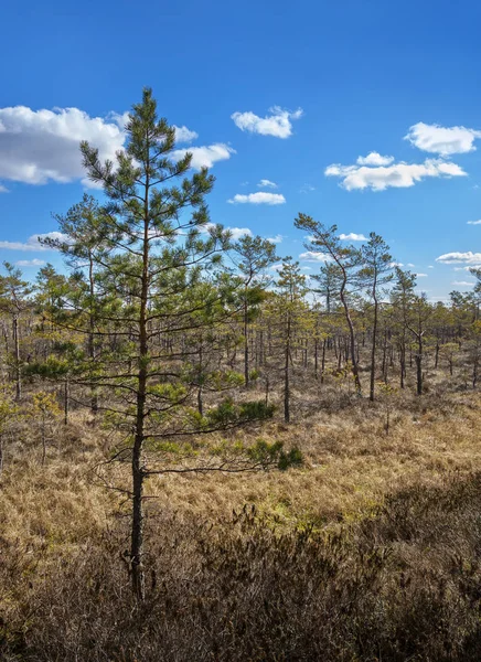 Landscape of swamp. — Stock Photo, Image