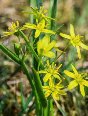 Küçük sarı çiçekler..
