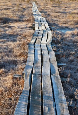 Bir bataklık içinde ahşap yolu.