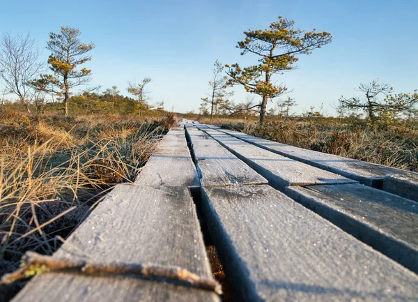 Chemin en bois dans une tourbière . — Photo