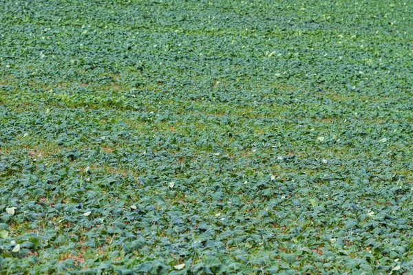 Campo de canola verde . — Fotografia de Stock