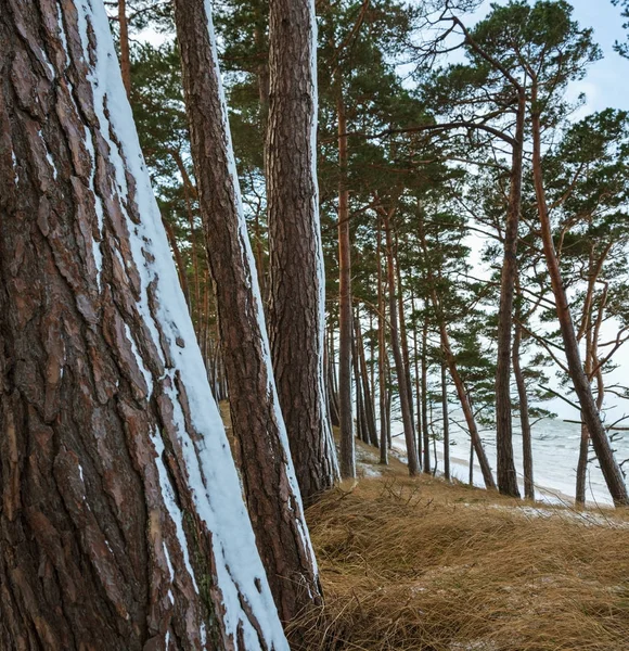 Baltic sea coastline. — Stock Photo, Image