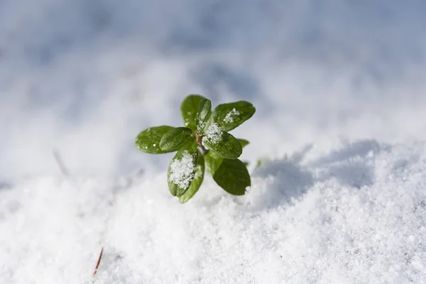 Plantas de cowberry . — Fotografia de Stock