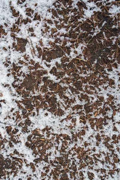 Oberfläche des Waldweges. — Stockfoto