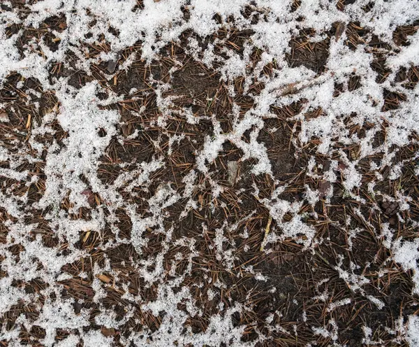 Oberfläche des Waldweges. — Stockfoto