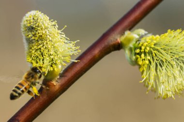 Söğüt çiçekleri ve arı.