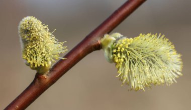 Dalda söğüt çiçekleri.