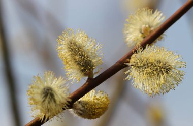 Dalda söğüt çiçekleri.