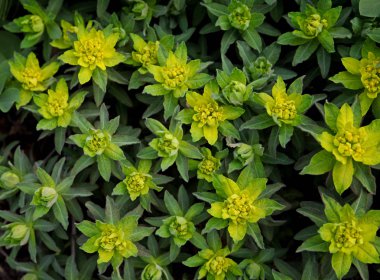 Bir kır evinde öforbi.. 