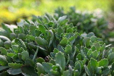 Bahar mevsiminde orpin.