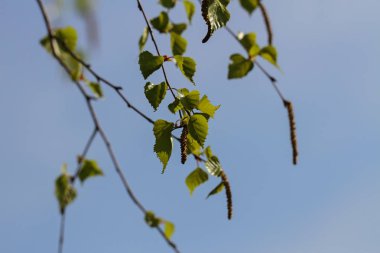 Baharda yeşil yapraklar.