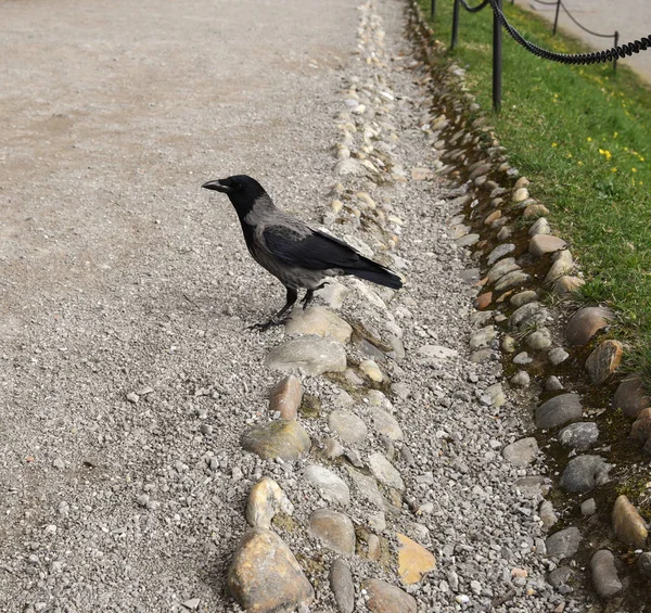 Krähe im grünen Gras. — Stockfoto