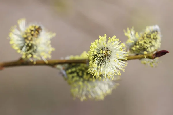 Willow flowers on the branch. — Stock Photo, Image