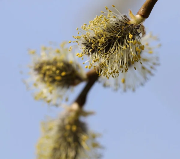 Vrbové květy na větvi. — Stock fotografie