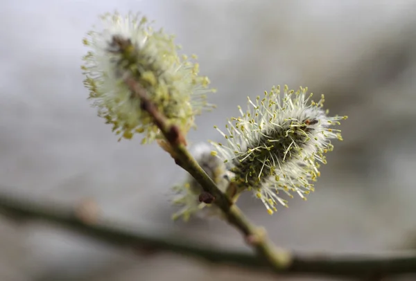 Fleurs de saule sur la branche . — Photo