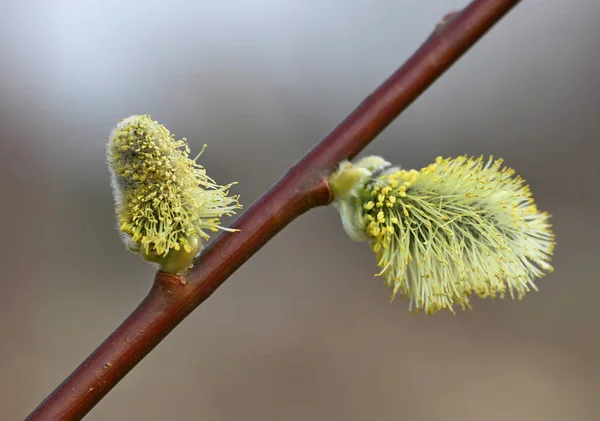 Willow flowers on the branch. — Stock Photo, Image