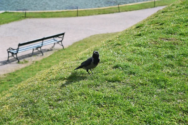 Czarny kruk na zielonej trawie . — Zdjęcie stockowe