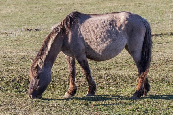 Cavalo selvagem grávida no campo . — Fotografia de Stock