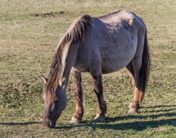 Cavalo selvagem grávida no campo . — Fotografia de Stock