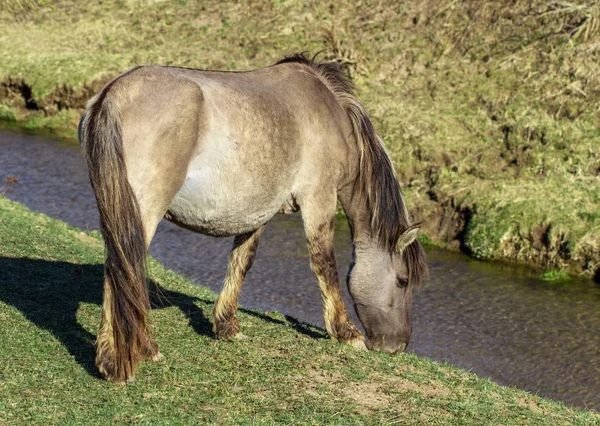妊娠中の野生の馬. — ストック写真