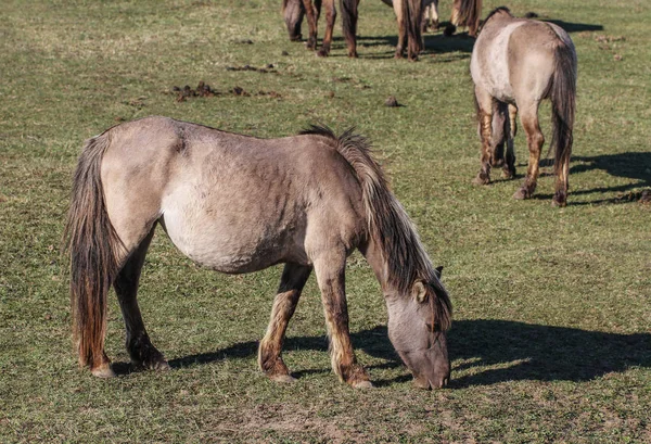 Cavalos selvagens em um campo . — Fotografia de Stock