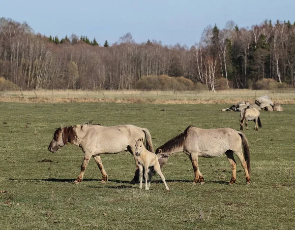 Divocí koně na poli. — Stock fotografie