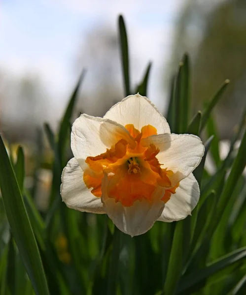 Narcissus vårblomma. — Stockfoto