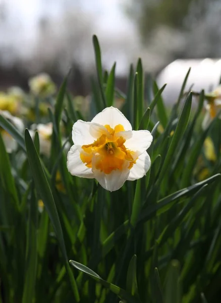 Narcissus vårblomma. — Stockfoto