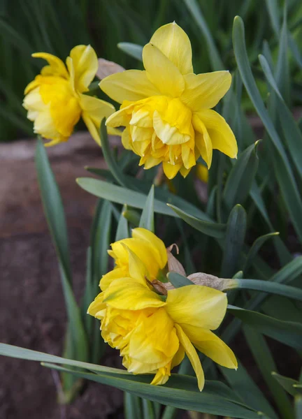 Blomkål och blomkål. — Stockfoto