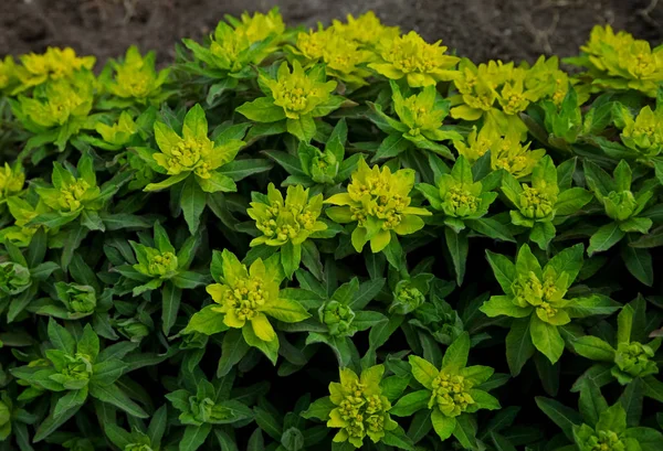 Euphorbia i lantlig stugträdgård. — Stockfoto