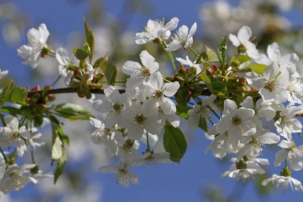 Spring flowering cherry. — Stock Photo, Image