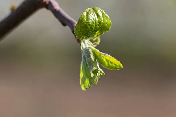 Zelené listí na jaře. — Stock fotografie