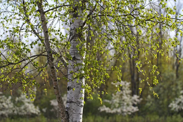 Björkträd på våren. — Stockfoto