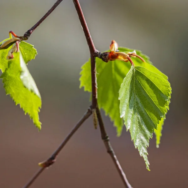 Jeunes feuilles vertes de bouleau . — Photo